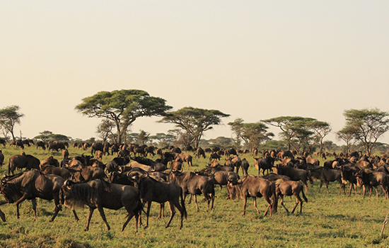 Maasai mara wildebeest migration