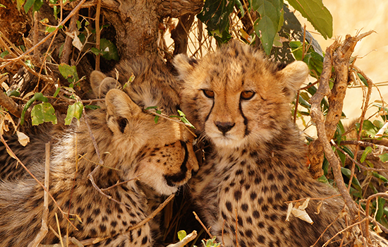 Kenya honeymoon safari
