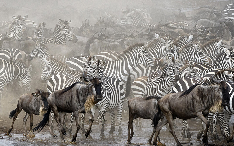 Tanzania wildebeest migration safari