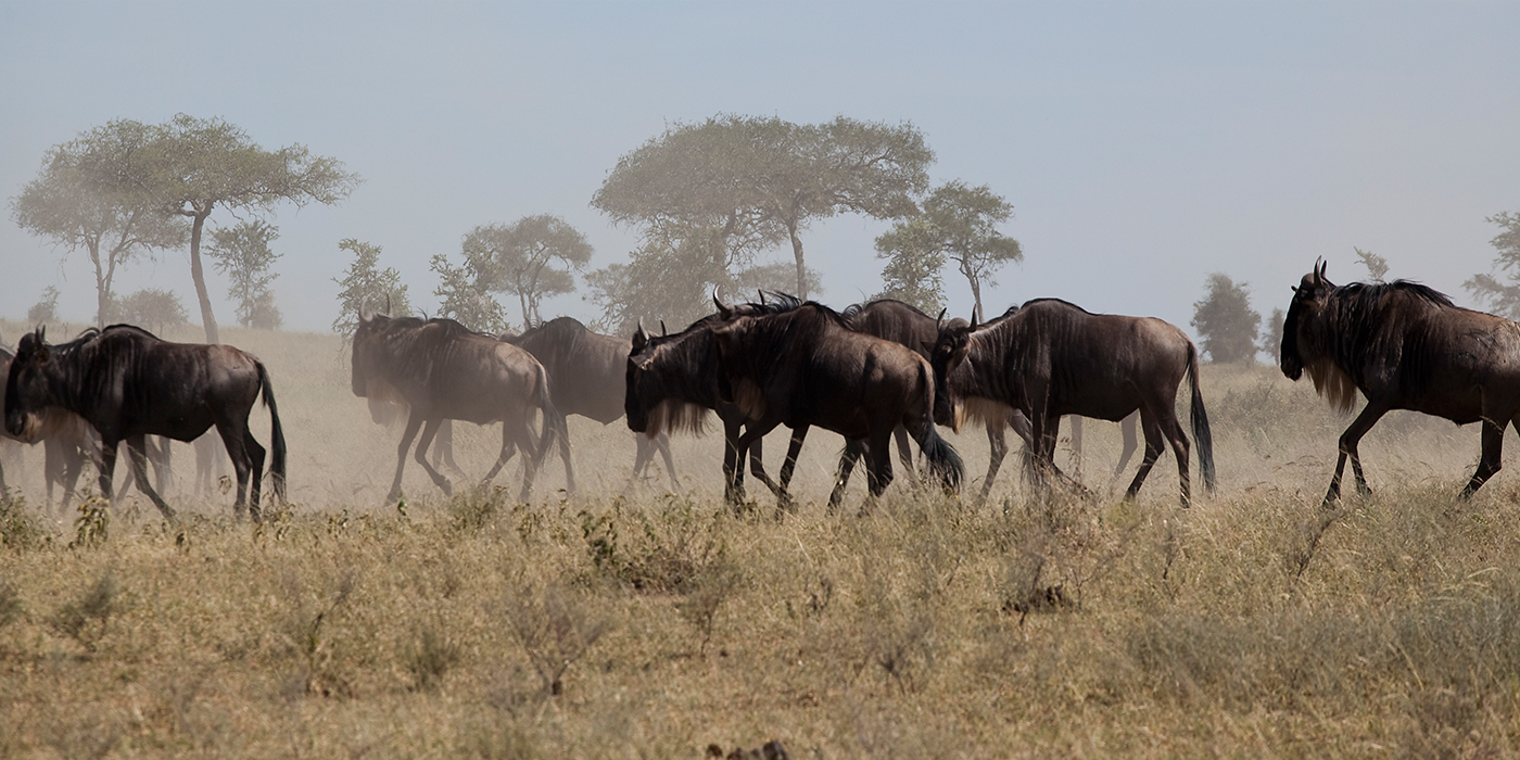 Serengeti wildebeest migration
