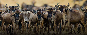 Serengeti wildebeest migration safari
