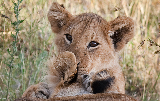 southern tanzania safari and zanzibar