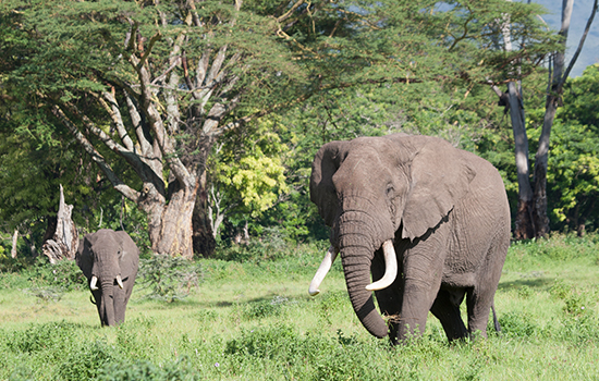 4 Days Southern Tanzania Safari